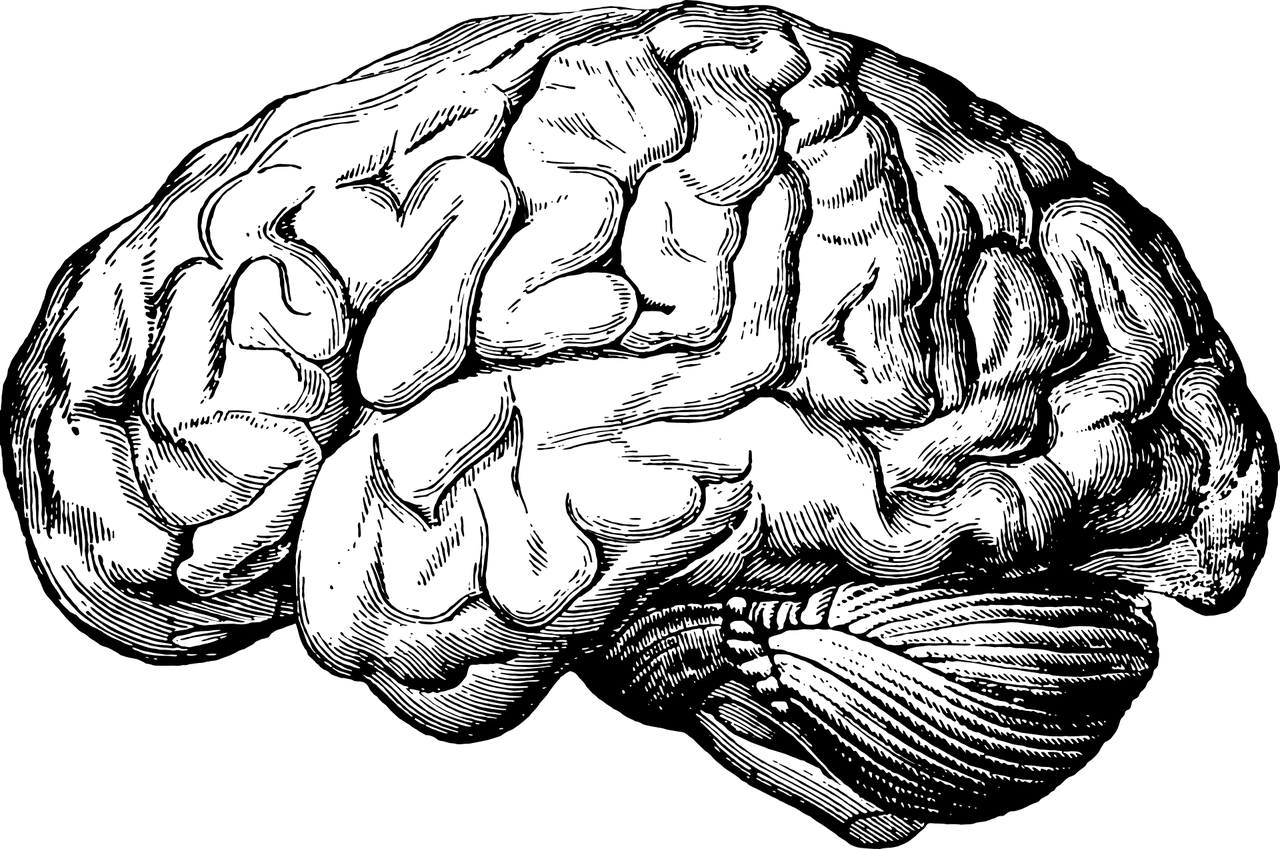 brain, organ, cerebrum-5605289.jpg