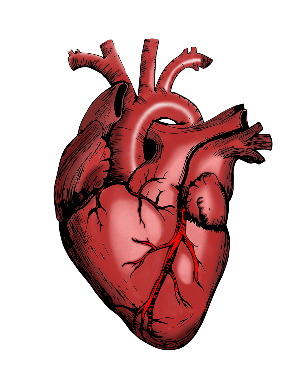 heart, nurse, health-5079717.jpg