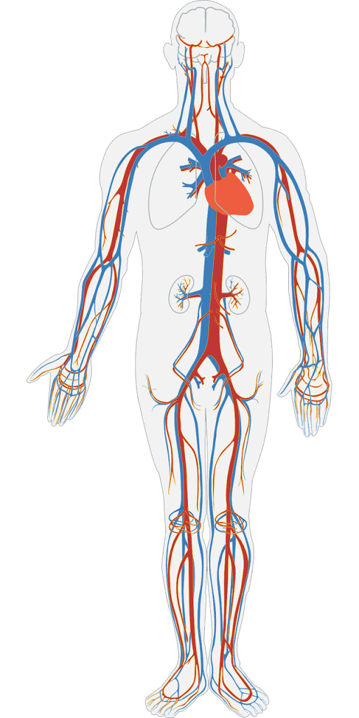 human body, circulatory system, circulation-311864.jpg