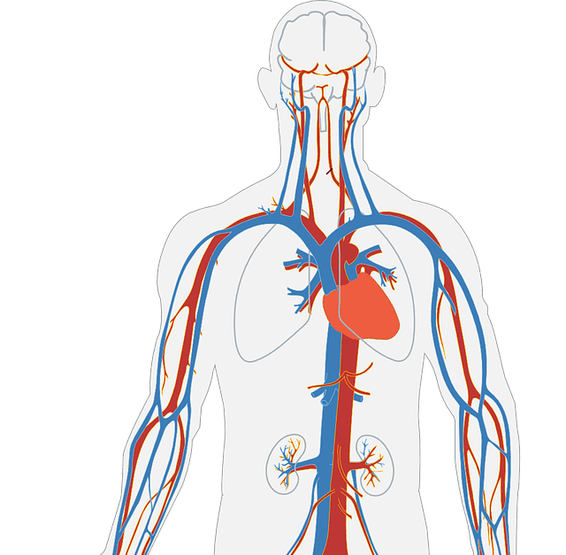 human body, circulatory system, circulation-311864.jpg
