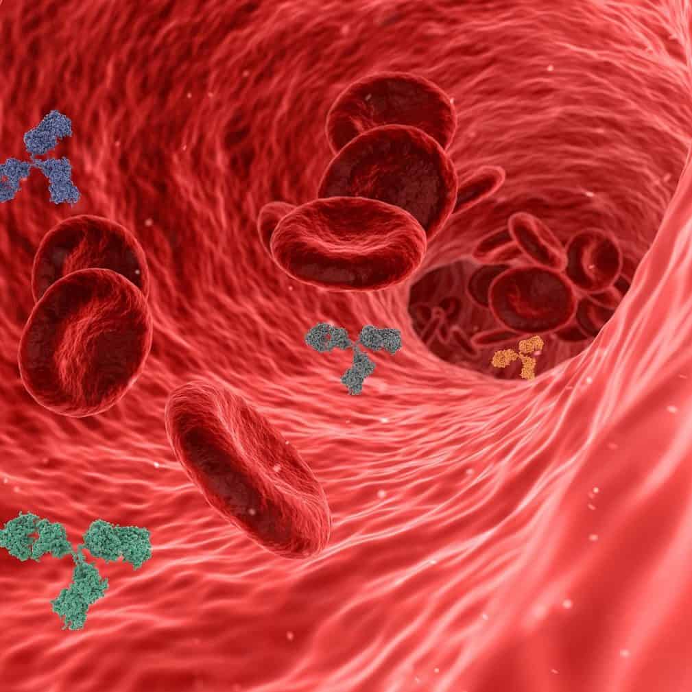 virus, pathogen, antibody-5741636.jpg