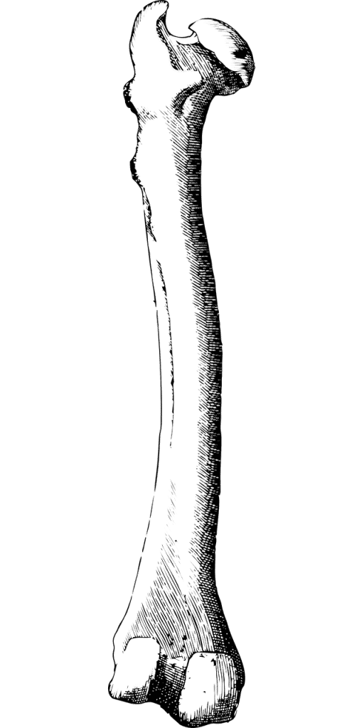 bone, leg bone, femur-2937723.jpg