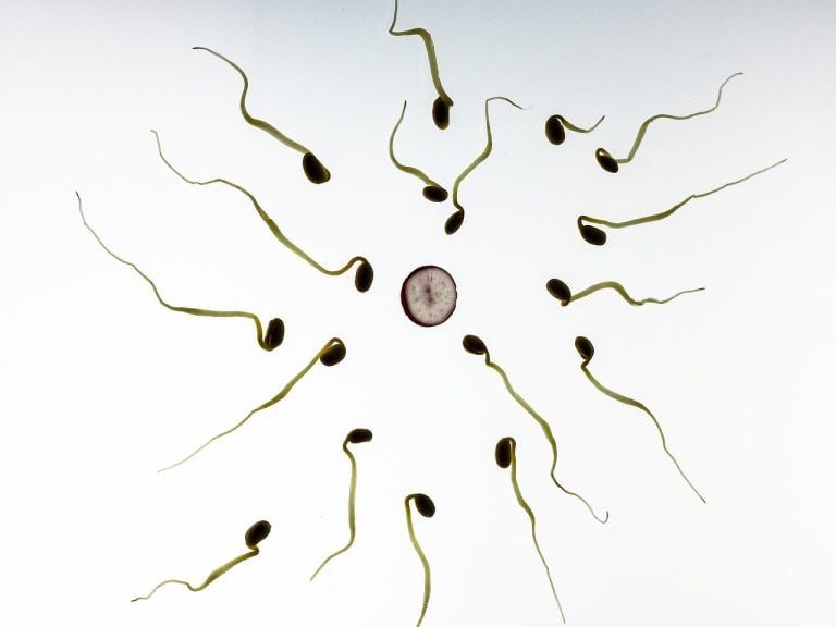 sperm, fertilization, pregnancy-956480.jpg
