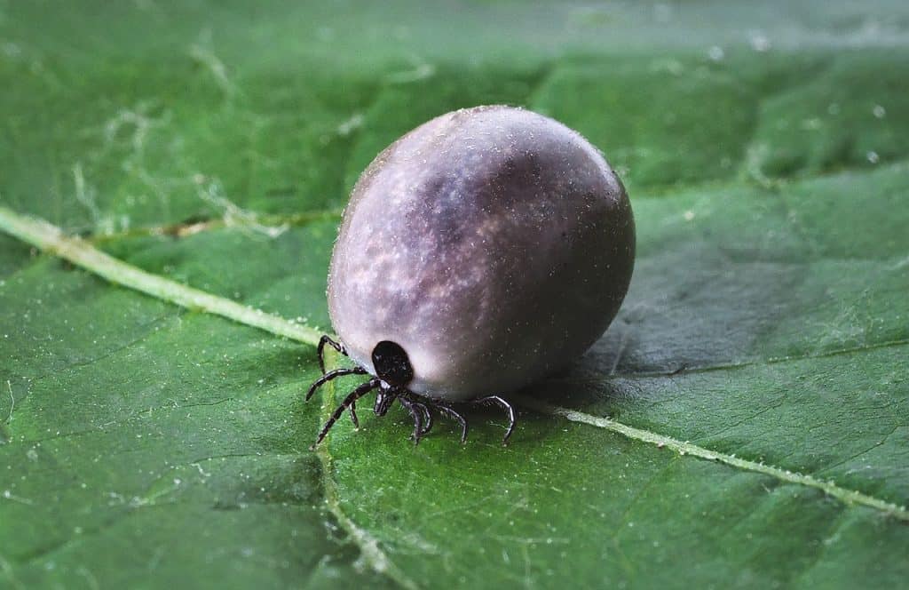 tick, lyme disease, mites-2371782.jpg